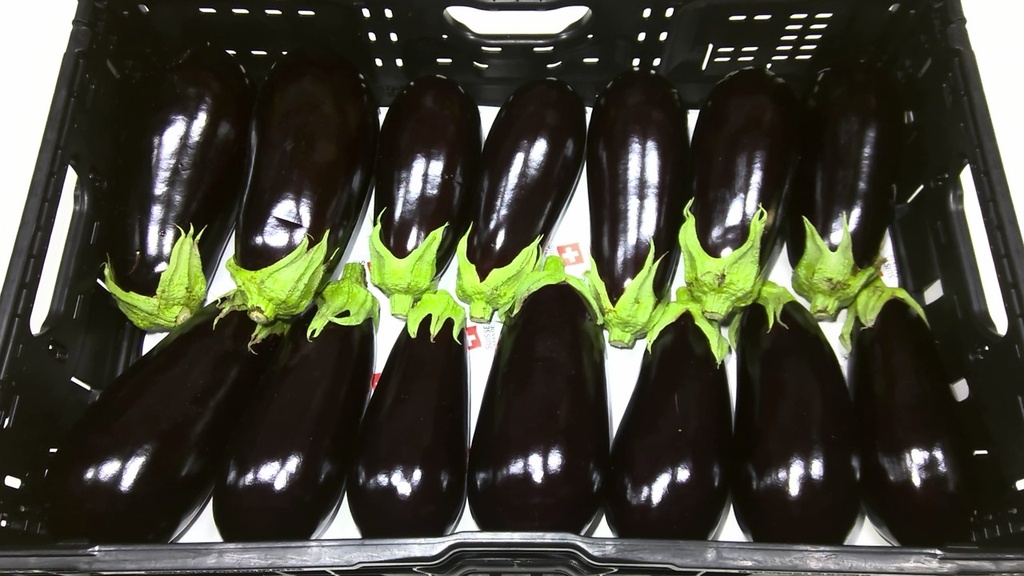 Aubergine ronde franper 6.400gr.